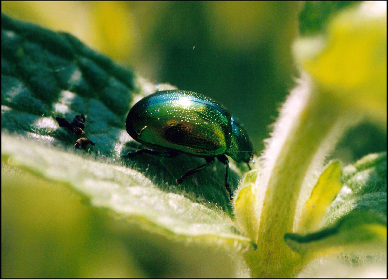 chrysomelide  da ident